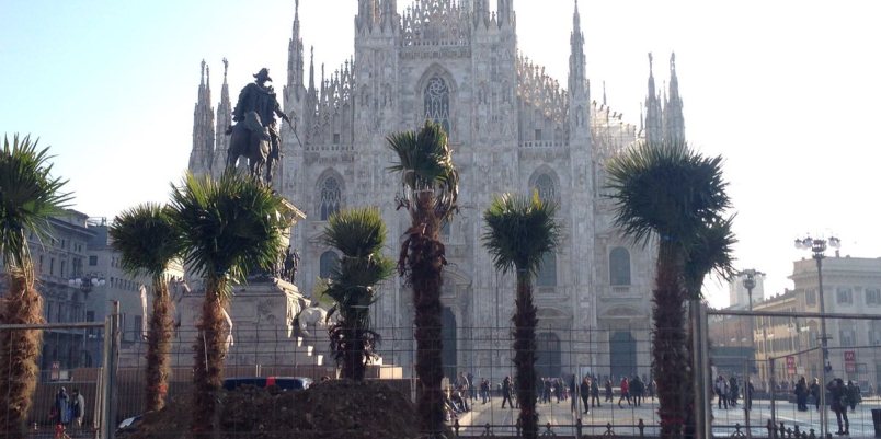 Palme in piazza Duomo, una scelta che non mette d'accordo tutti