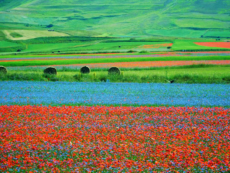 La fioritura a Castelluccio di Norcia - Foto di Stefania Alessandrini