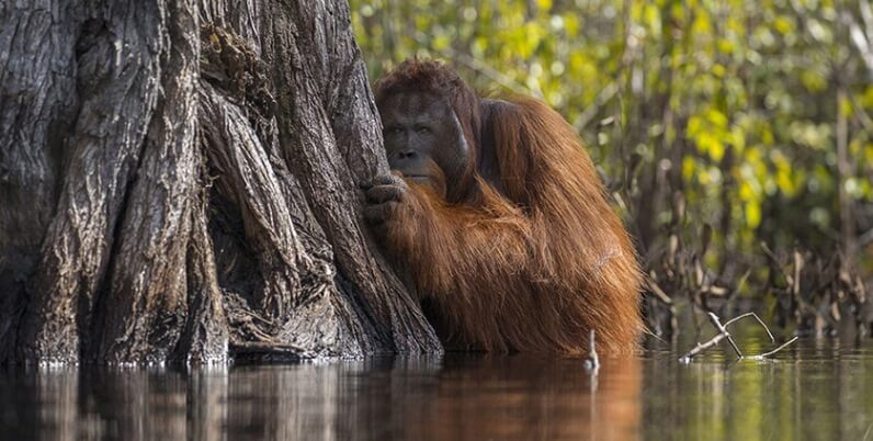 Le migliori foto dell'anno secondo il National Geographic