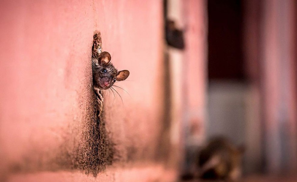 national geographic photo of the day internet favorites 2015 23 880orig main