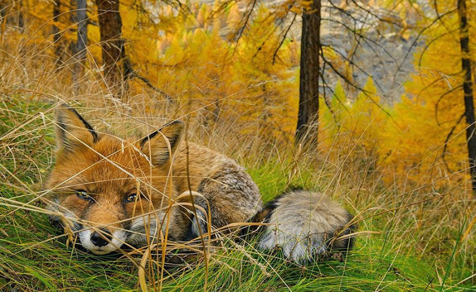 national geographic photo of the day internet favorites 2015 34 880orig main