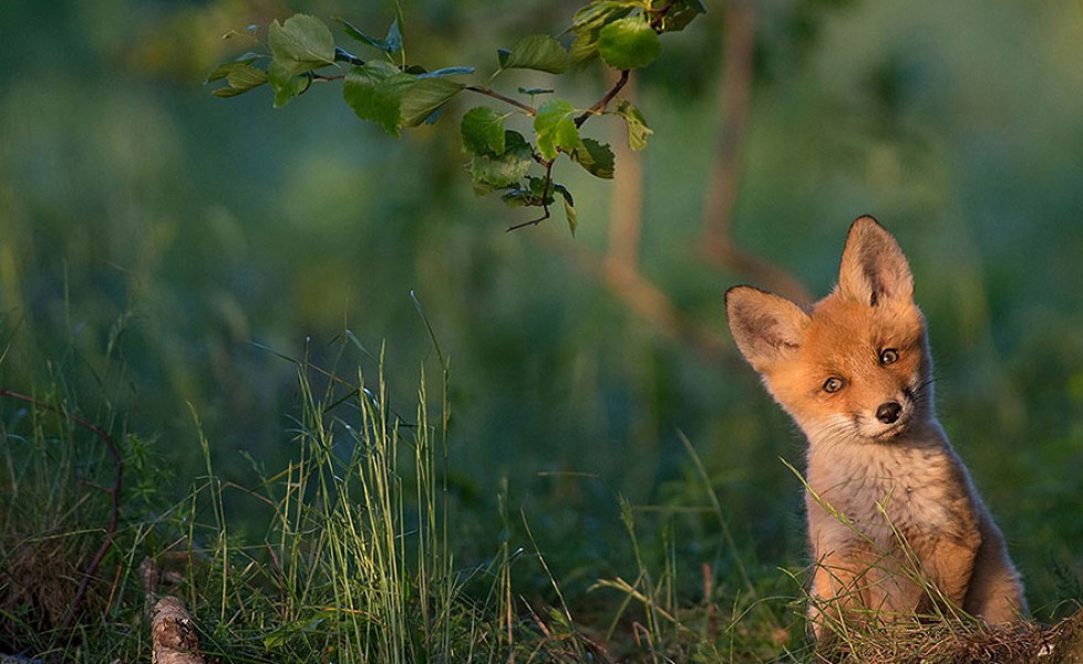 national geographic photo of the day internet favorites 2015 40 880orig main