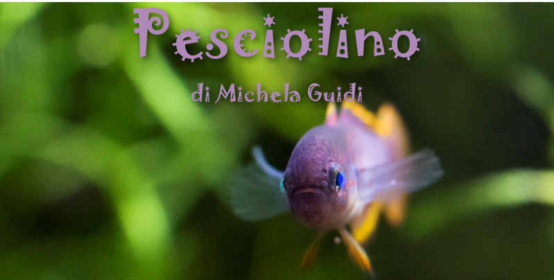 Pesciolino - di Michela Guidi