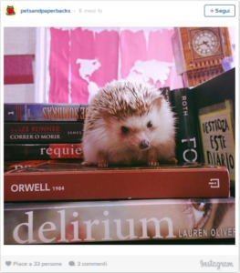 Gli account Instagram che stanno facendo impazzire chi ama i cani e la lettura