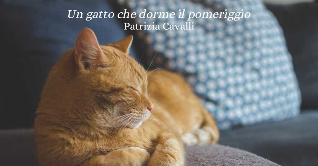 “Un gatto che dorme il pomeriggio” (1999), la singolare poesia di Patrizia Cavalli sull’amore