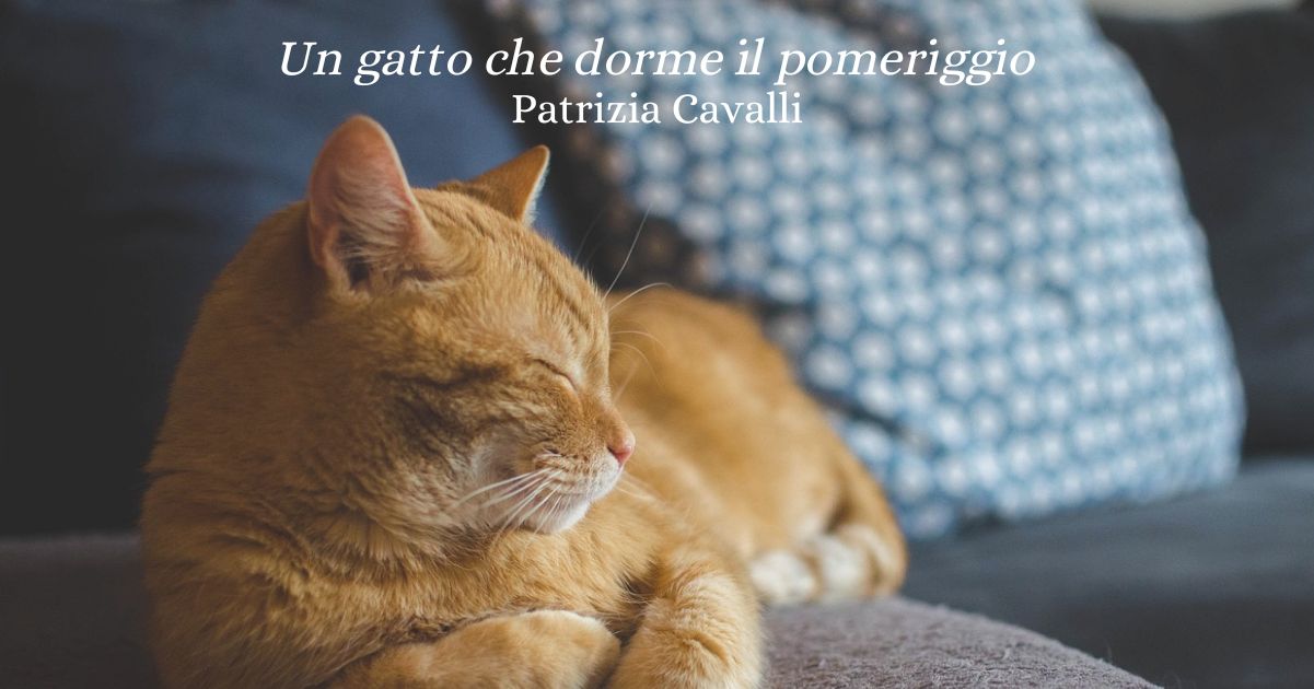 “Un gatto che dorme il pomeriggio” (1999), la singolare poesia di Patrizia Cavalli sull’amore 4 “Un gatto che dorme il pomeriggio” (1999), la singolare poesia di Patrizia Cavalli sull’amore