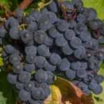vendemmia