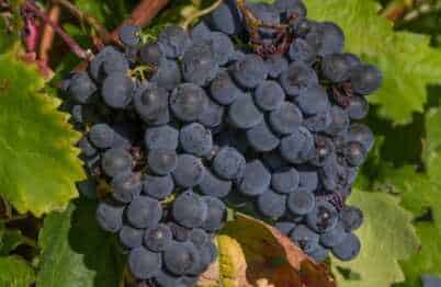 vendemmia