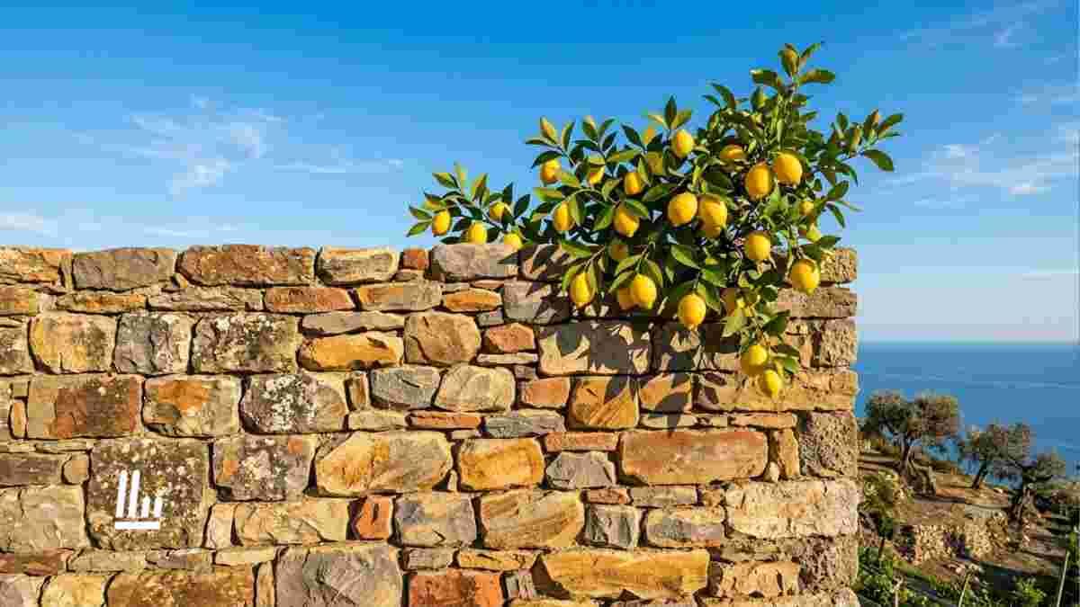 I limoni (1921) di Eugenio Montale: poesia che spinge a trovare la felicità nella semplicità