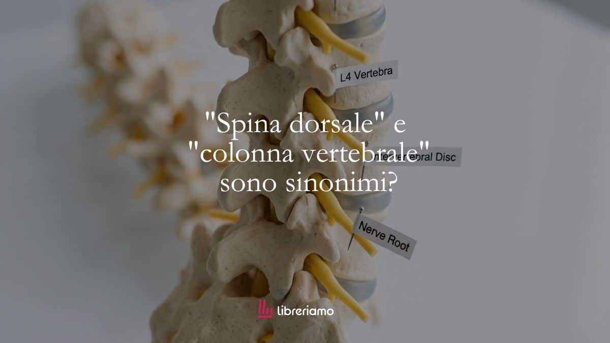 "Spina dorsale" e "colonna vertebrale" sono sinonimi? 1 Spina dorsale e colonna vertebrale sono sinonimi