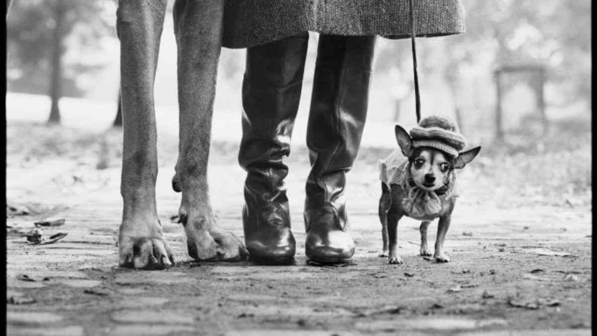 Elliott Erwitt a Bologna: lo sguardo empatico che ha raccontato il Novecento