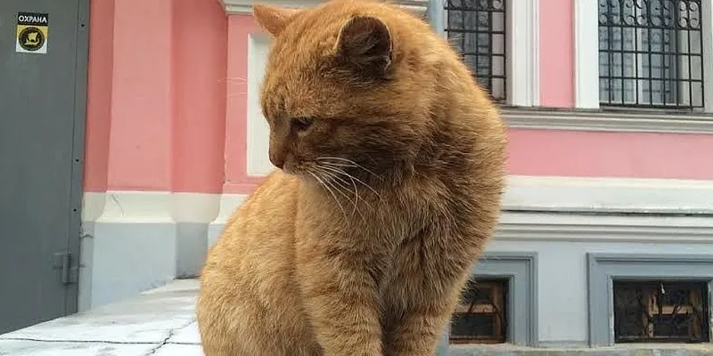 Arrivano i Monuments cats, un museo russo 'assume' un gatto randagio