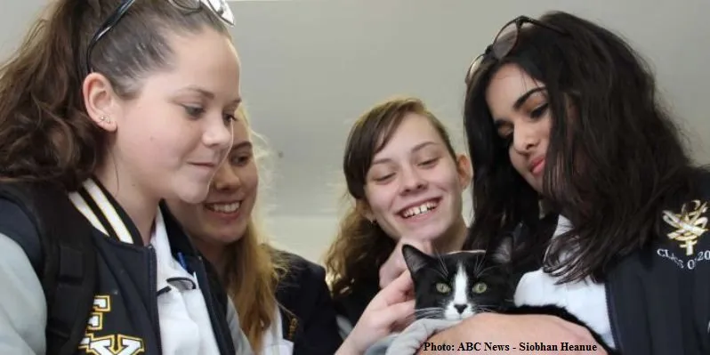In Australia gatti a scuola per affrontare meglio gli Esami di Maturità