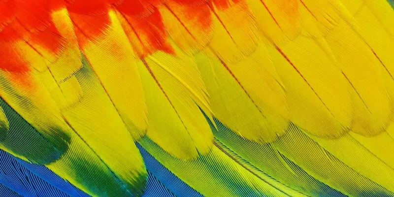 L’omuncolo e i pappagalli - Racconto di Matteo Girardi