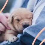 Giornata mondiale del cane, 5 motivi per cui un cane ti migliora la vita