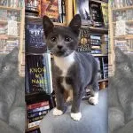 Otis & Clementine's, la libreria dove è possibile adottare i gattini abbandonati