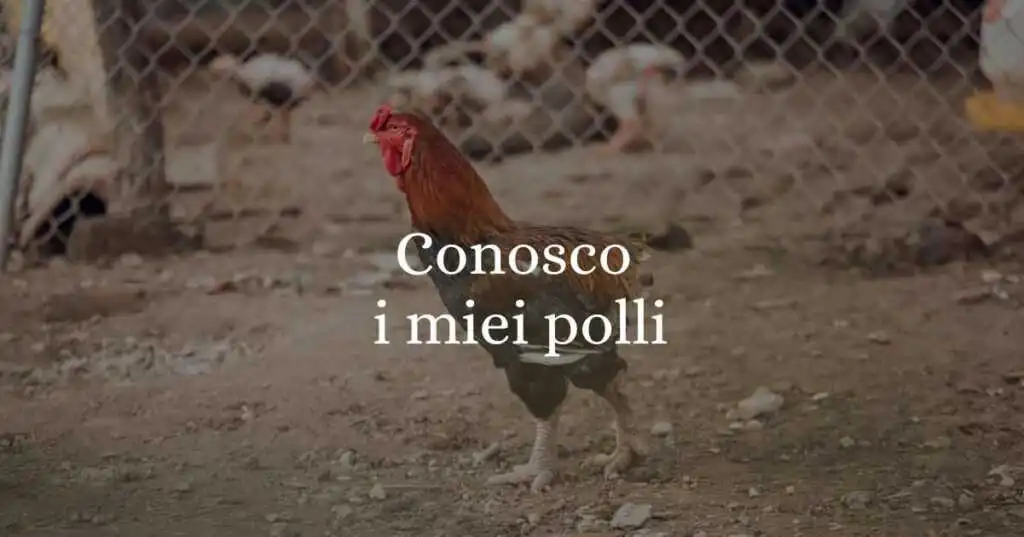 "Conosco i miei polli", origine e significato del modo di dire