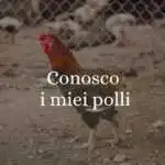 "Conosco i miei polli", origine e significato del modo di dire