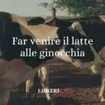 Far venire il latte alle ginocchia, origine e significato del modo di dire