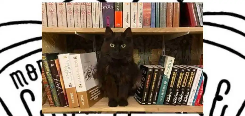 mon-chat-pitre-libreria-con-gatti-1201-568