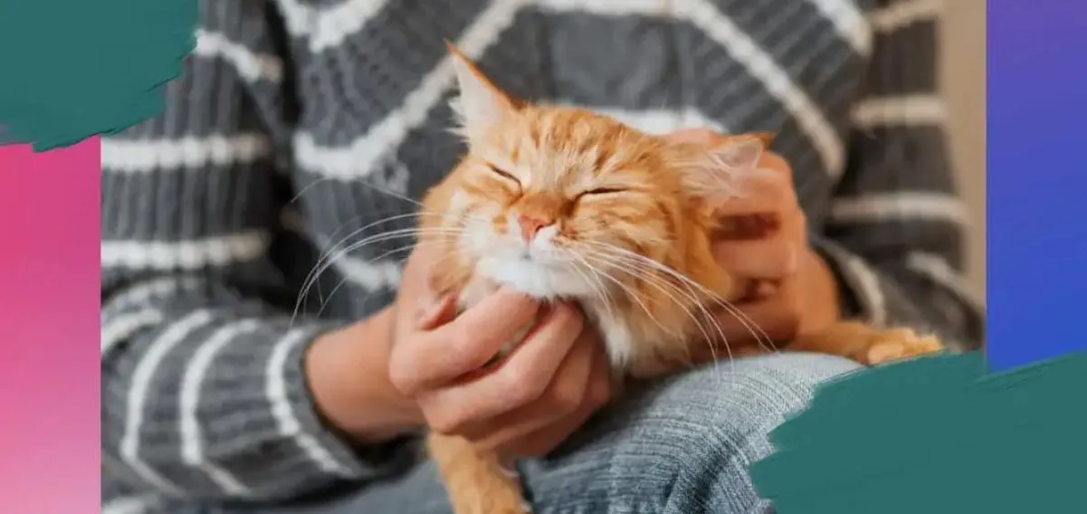 Gattoterapia, ecco perché i gatti ci aiutano a stare bene