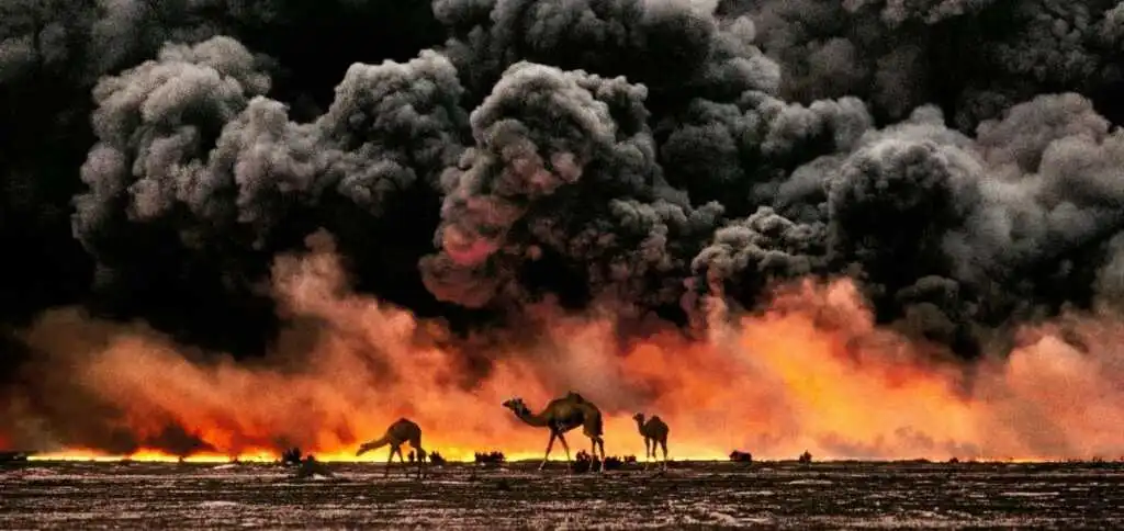 Animals, gli animali nei teatri di guerra fotografati da Steve McCurry