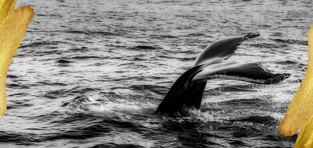 "La bianchezza della balena" di Vinicio Capossela, inno a Moby Dick e alla fragilità dell'uomo