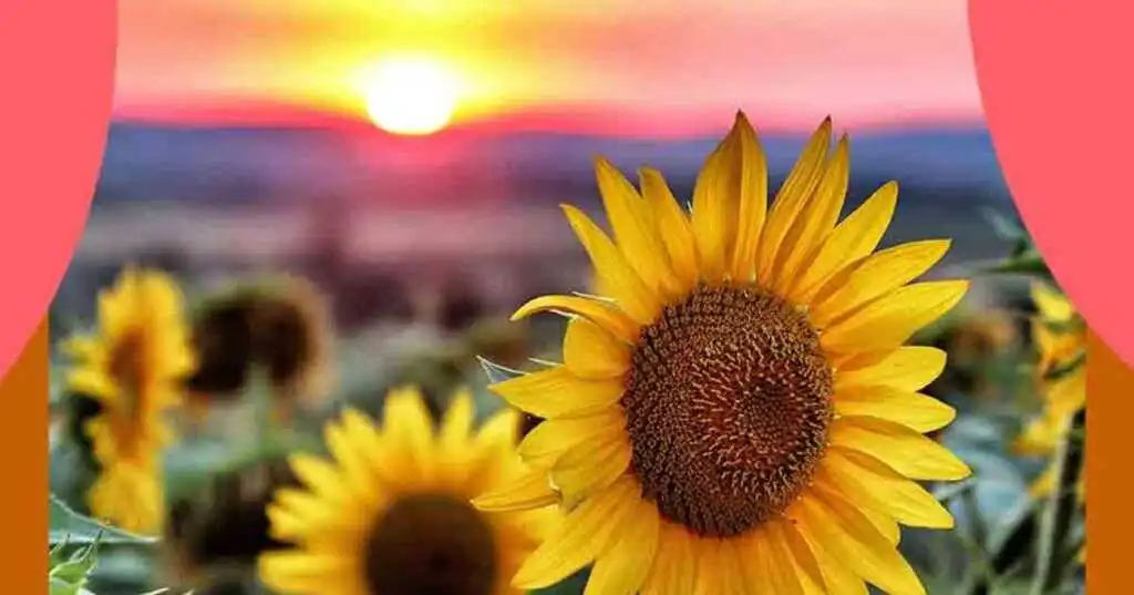 Cos'è la Poesia come nasce, perché è importante e qual è il suo simbolo