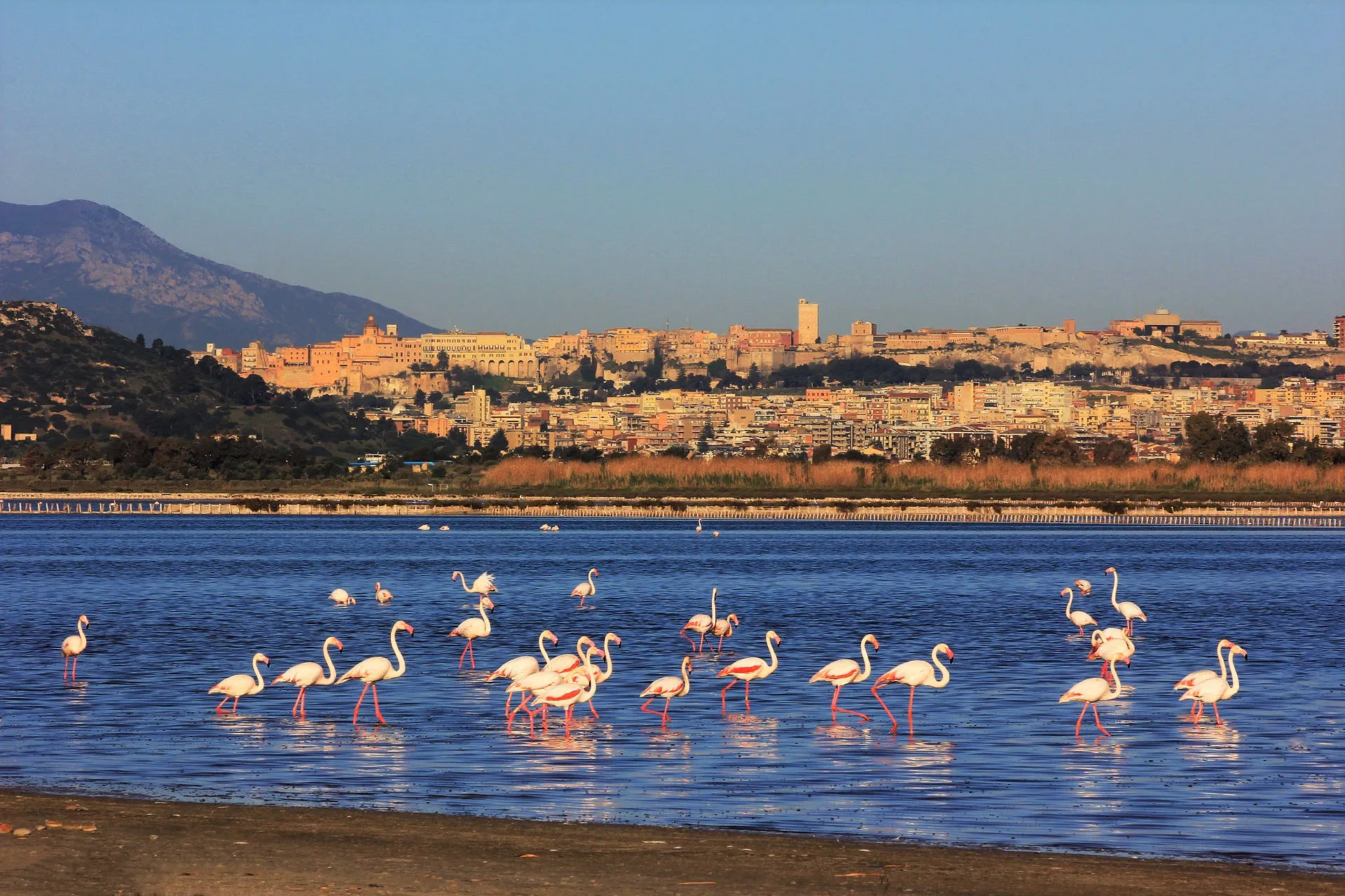 Fenicotteri a Cagliari