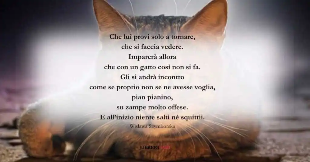 I versi di Wislawa Szymborska sul non offendere i gatti