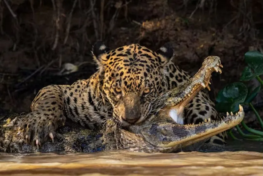 © Ian Ford, Regno Unito, vincitore del concorso Open nella categoria Fotografia naturalistica, Sony World Photography Awards 2024