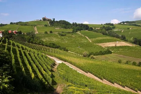 Pavese Langhe