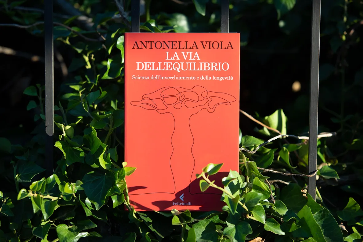 Viola 05 web