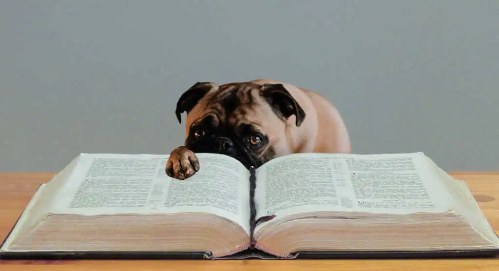Gli scrittori scendono in campo per aiutare i cani