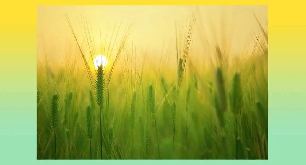 "On the Pulse of Morning", la poesia di Maya Angelou sulle piccole gioie