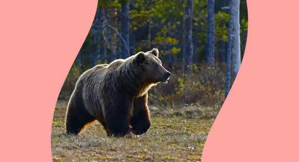 orso-papillon