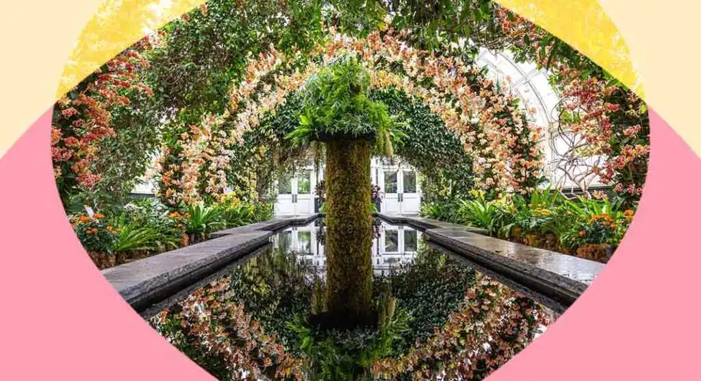 the-orchid-show