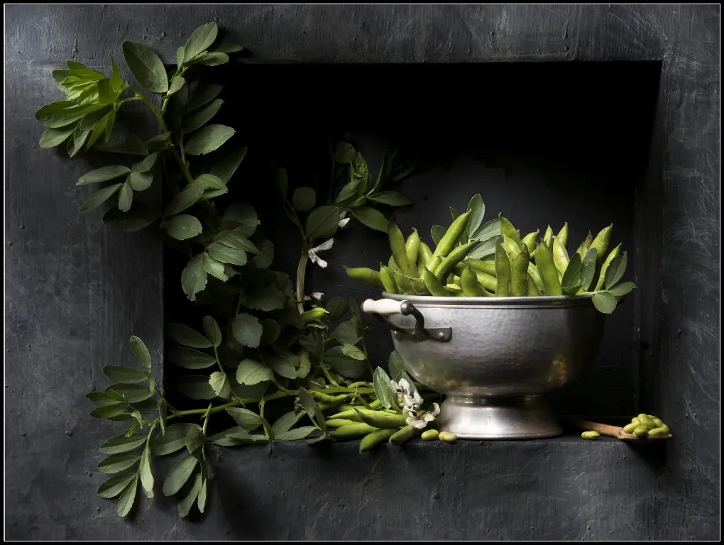 Sagra della fava, Renato Marcialis