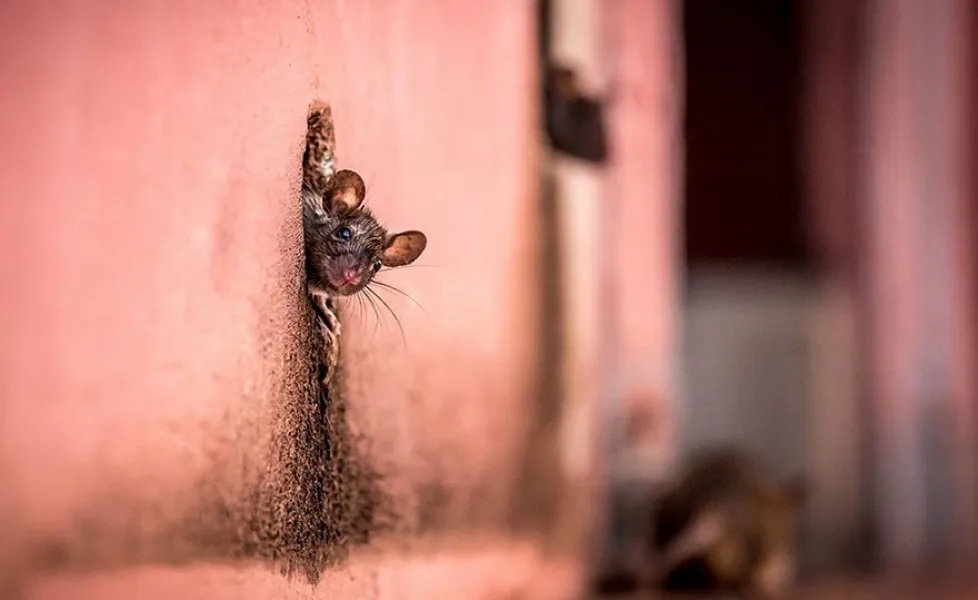 national geographic photo of the day internet favorites 2015 23 880orig main