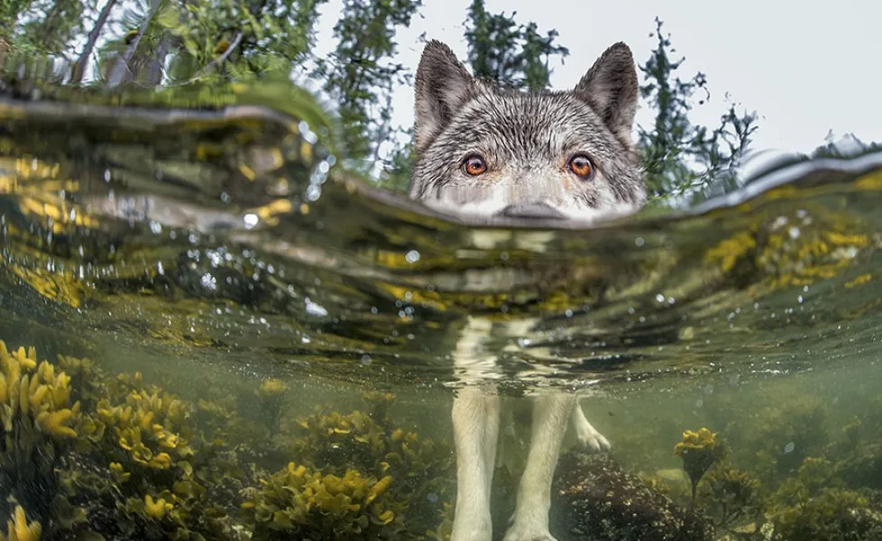 national geographic photo of the day internet favorites 2015 25 880orig main