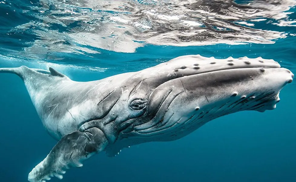 national geographic photo of the day internet favorites 2015 27 880orig main