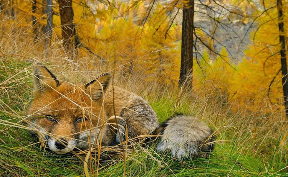 national geographic photo of the day internet favorites 2015 34 880orig main