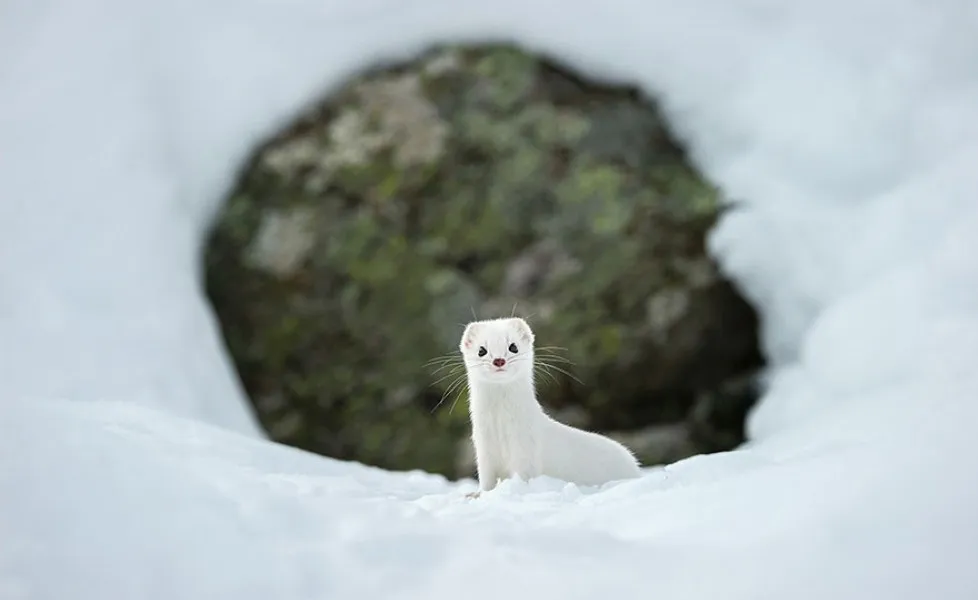 national geographic photo of the day internet favorites 2015 36 880orig main