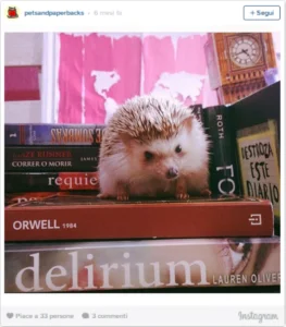 Gli account Instagram che stanno facendo impazzire chi ama i cani e la lettura