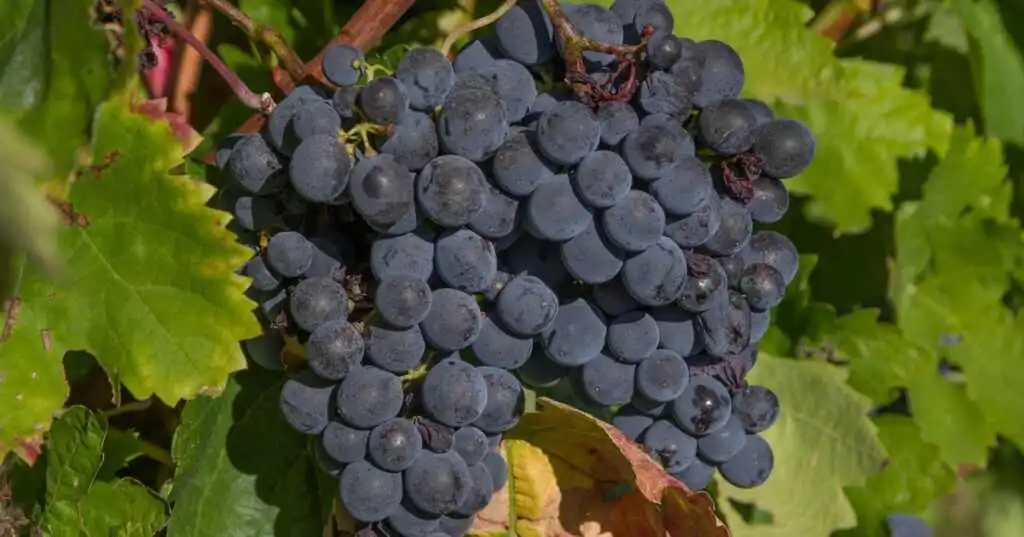 vendemmia